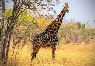 Chaminuka Game Reserve