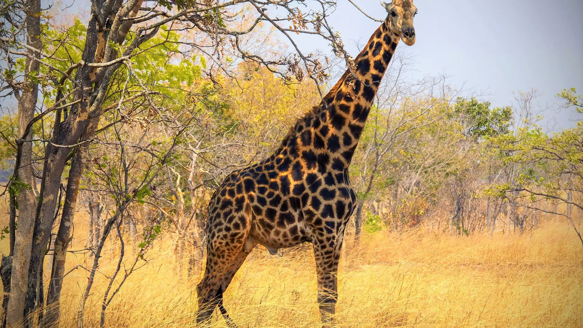 Hotels near Chaminuka Nature Reserve