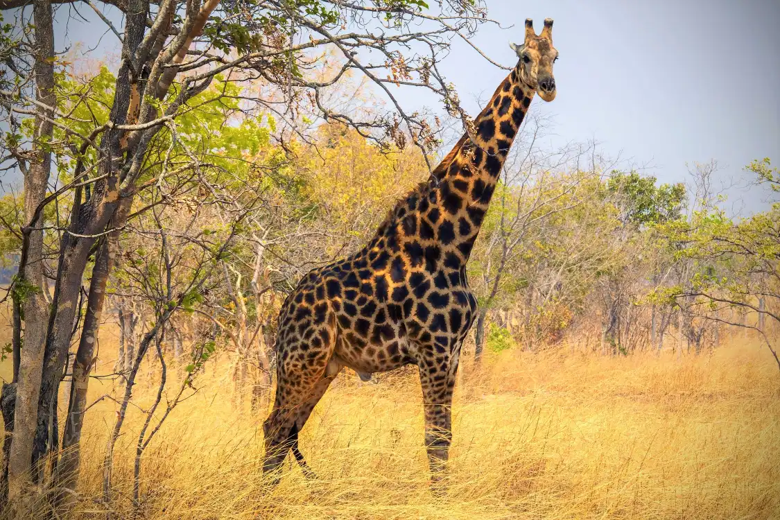 Hotels near Chaminuka Game Reserve