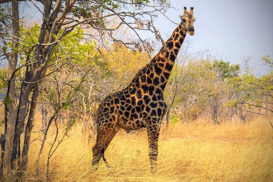 Chaminuka Nature Reserve