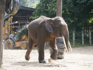 Lok Kawi Wildlife Park