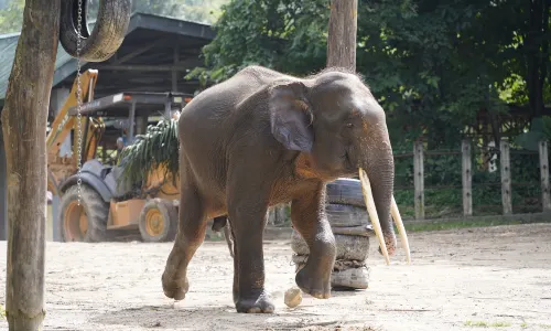 Lok Kawi Wildlife Park