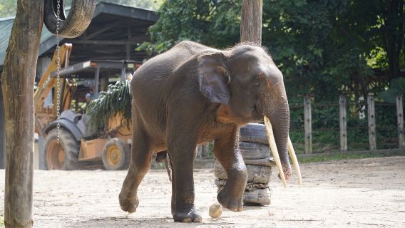 Lok Kawi Wildlife Park