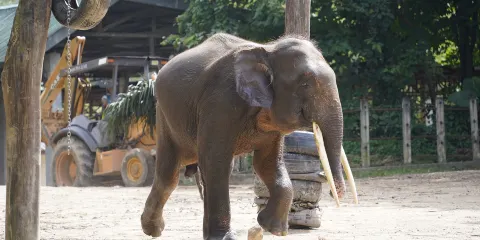 洛高宜野生動物園