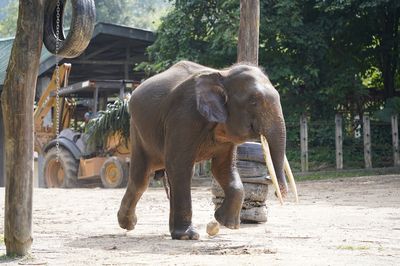Lok Kawi Wildlife Park