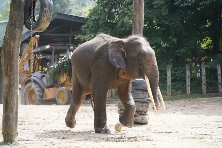 فنادق في بوتاتان