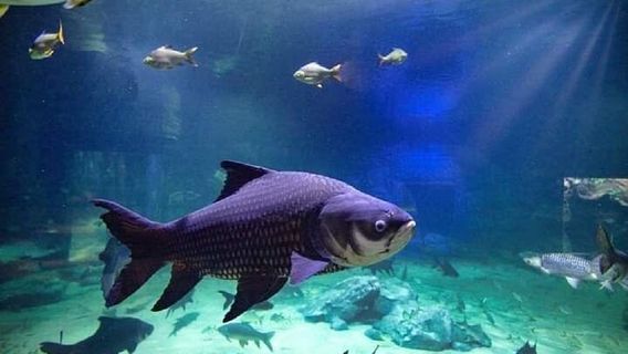 Angkor Wildlife & Aquarium