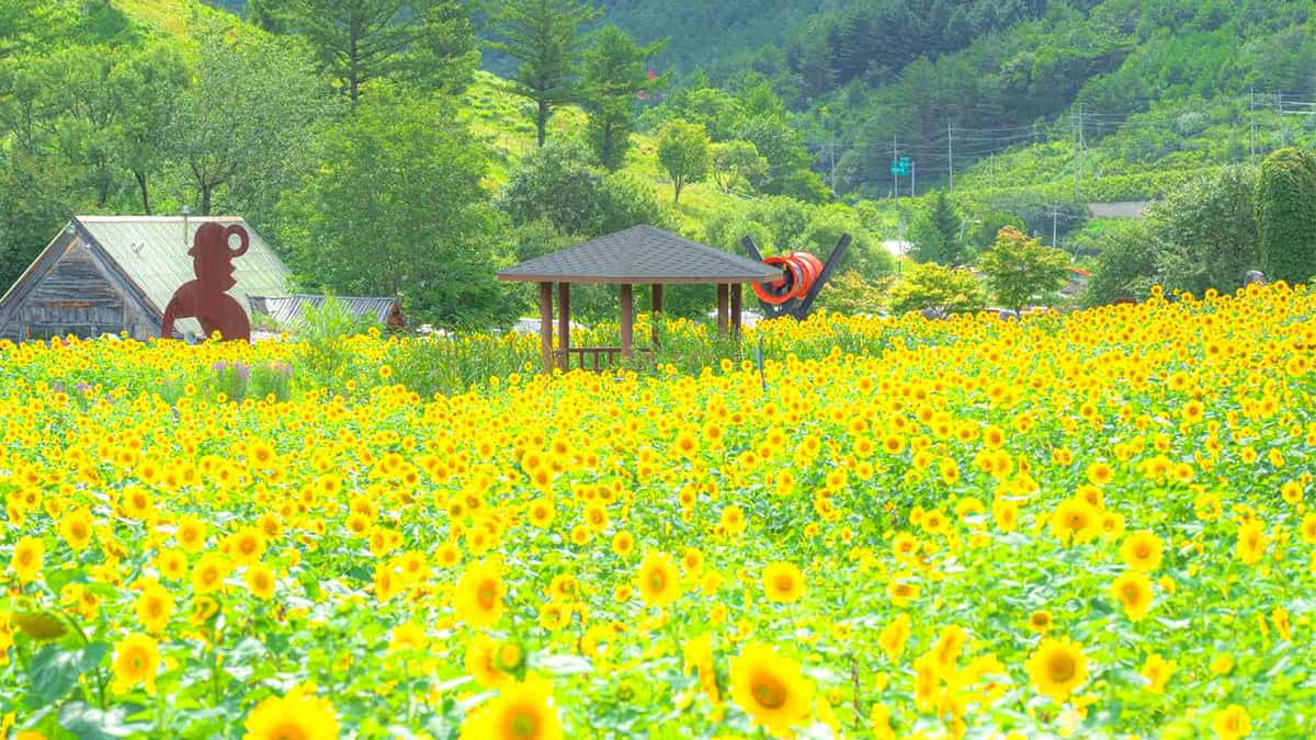 Taebaek Sunflower Festival | Taebaek-si