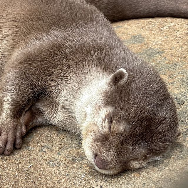 【北海道】日本一危険な動物園！