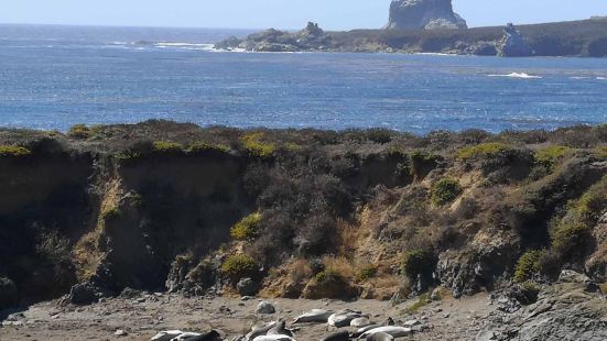 美国加州象海豹聚集区是一个著名自然象海豹海滩，靠近沿海的一号