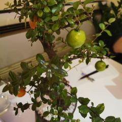 Maggie's Restaurant User Photo