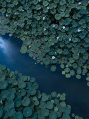 Lotus Pond