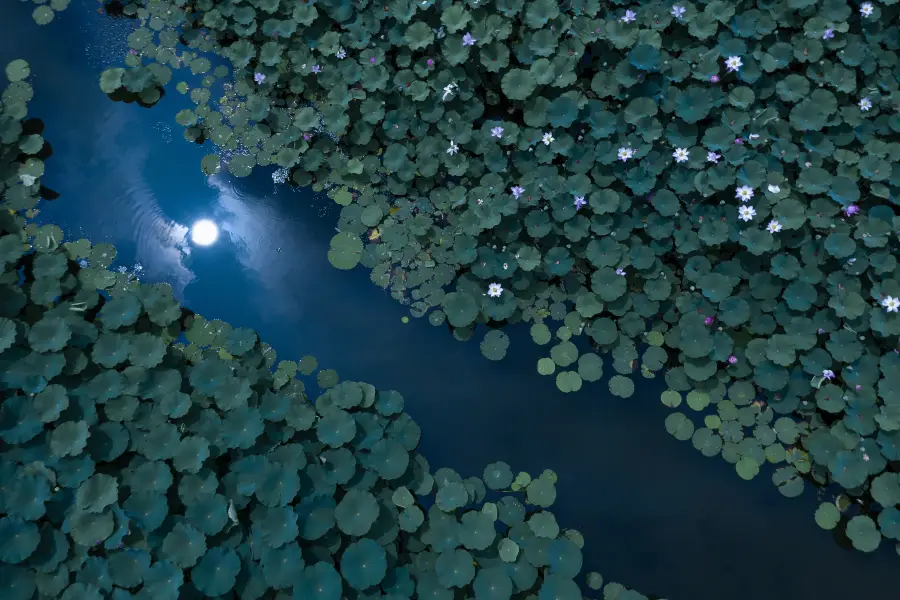 Lotus Pond