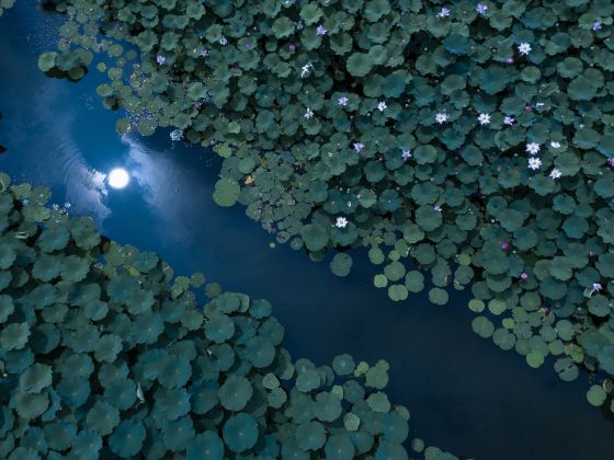 Lotus Pond