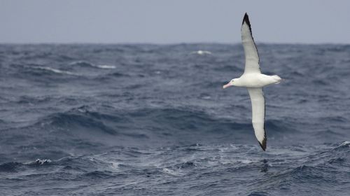 Royal Albatross Centre