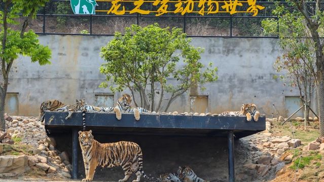 Longemont Animal World