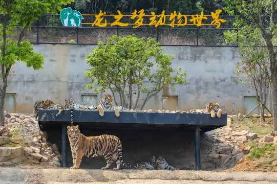 鄰近龍之夢動物世界的酒店