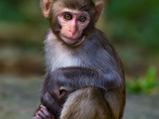 南充動物園