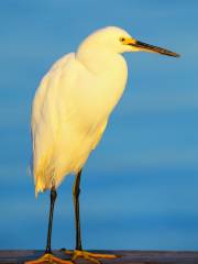 佛羅里達羣島的野生鳥類康復中心