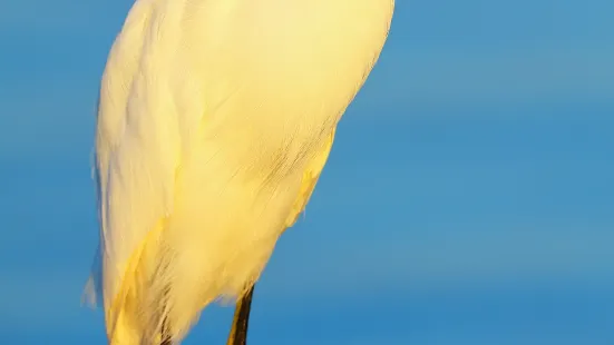 佛羅里達群島的野生鳥類康復中心