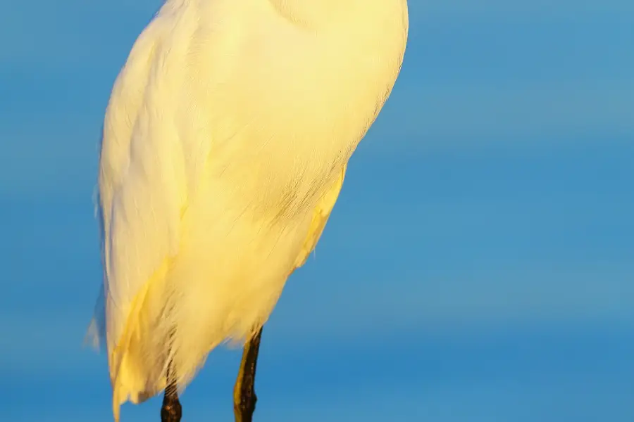 佛羅里達羣島的野生鳥類康復中心