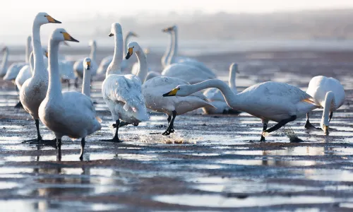 Poyang Lake National Wetland Park