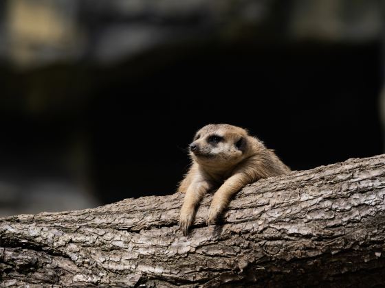 江蘇淹城野生動物世界