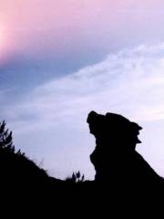 Heavenly Hound Watching the Moon Stone