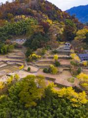 茅村古樹林