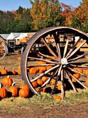 Wagon Wheel Pumpkin Farm