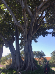 Historic Moreton Bay Fig tree