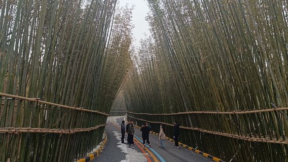 China · Qinling · Bamboo Sea