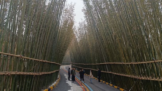 China · Qinling · Bamboo Sea