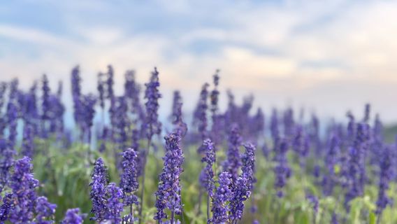 yuan shan yun jian lv you du jia qu