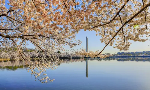 Tidal Basin
