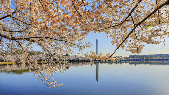 Tidal Basin