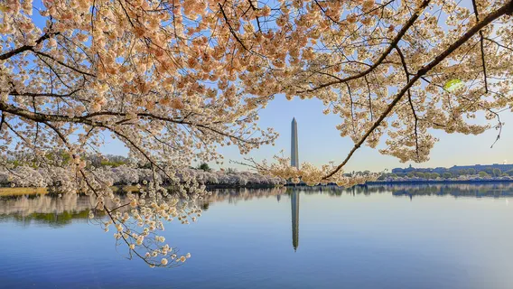 Tidal Basin