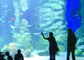 Downtown Aquarium