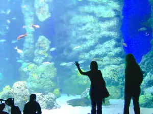 Downtown Aquarium