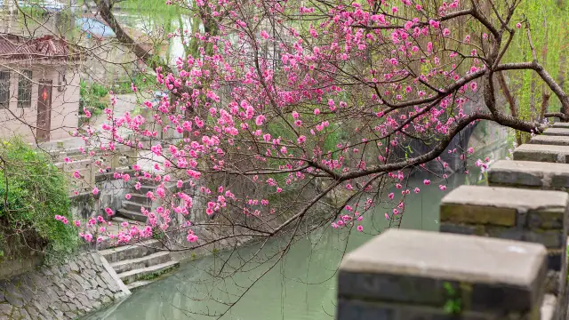 Peach Blossom Viewing in Yangzhou