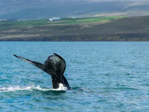 Whale Watching At Sea in Iceland