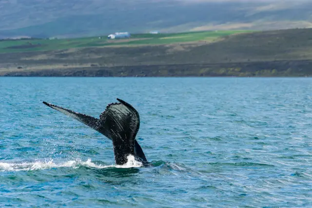 Whale Watching At Sea in Iceland