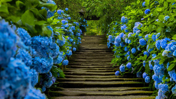 Hydrangea Viewing in Kamakura