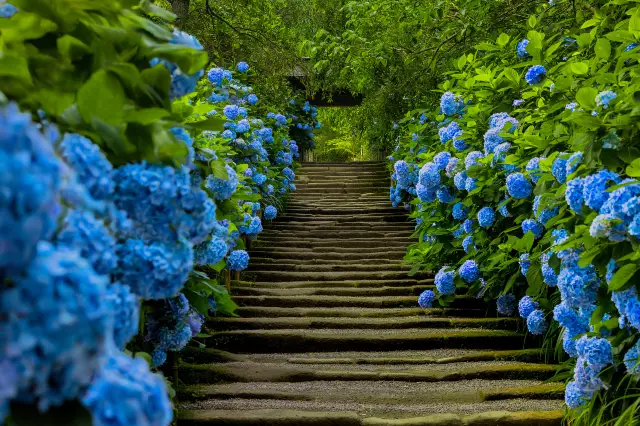 Hydrangea Viewing in Kamakura