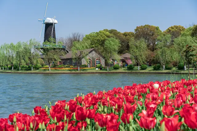 Tulip Viewing in Shanghai
