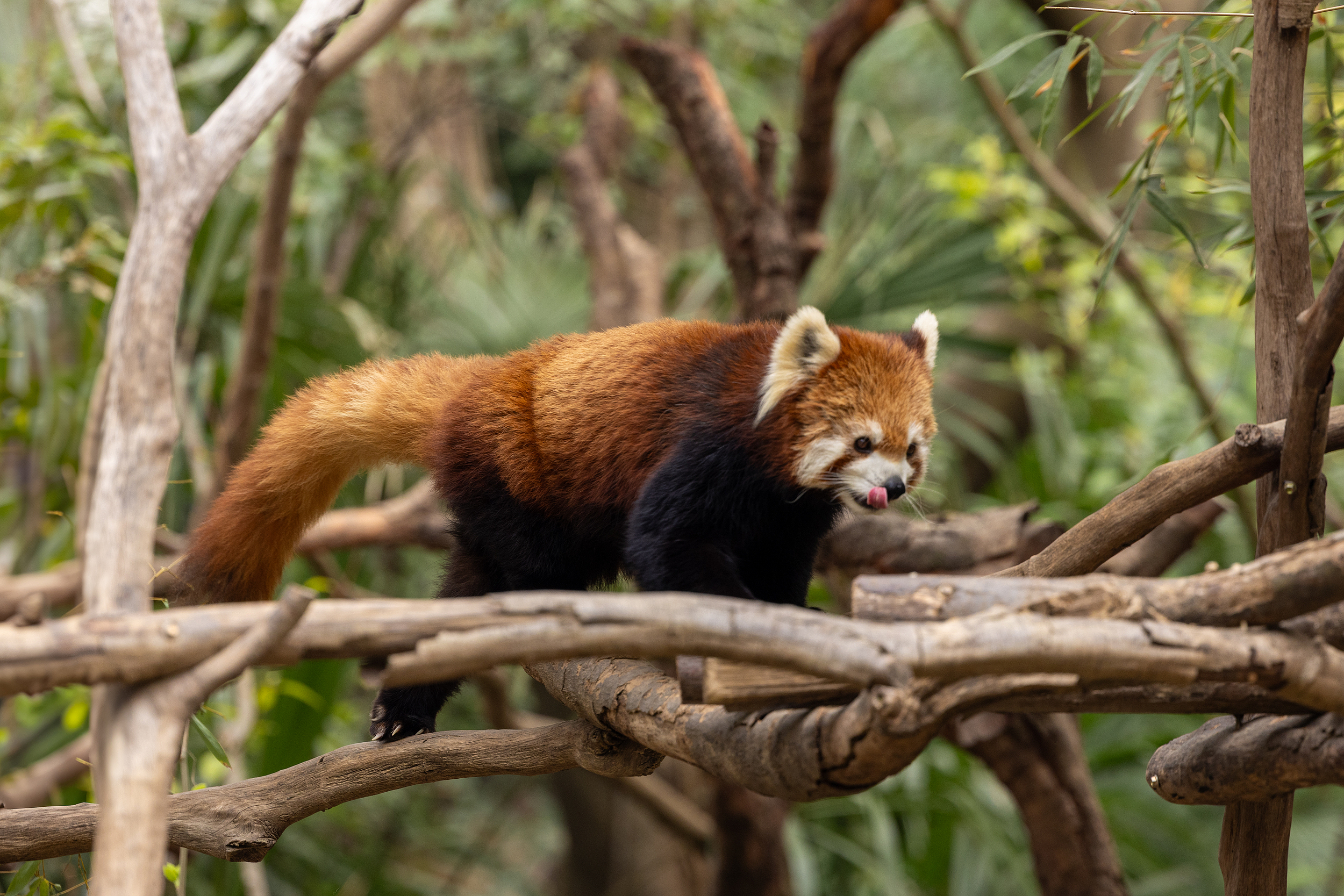最新】紅山森林動物園 - チケット、営業時間、口コミ、写真