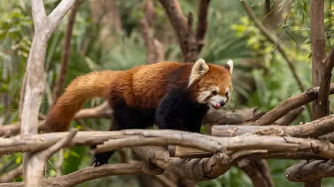 4_紅山森林動物園