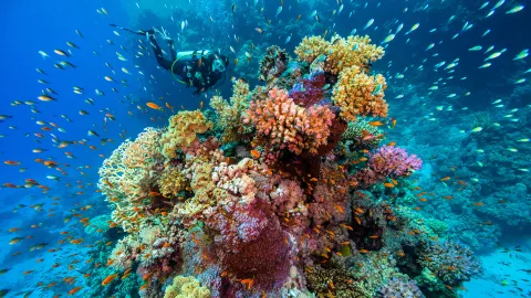 Snorkeling or Scuba Diving in Hurghada attraction in Egypt