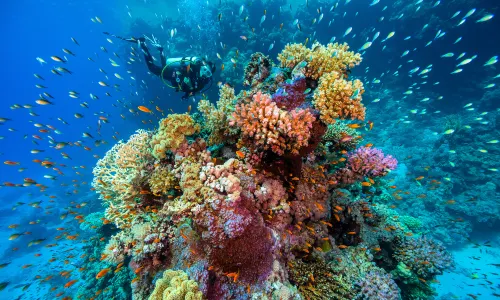 Diving in Hurghada