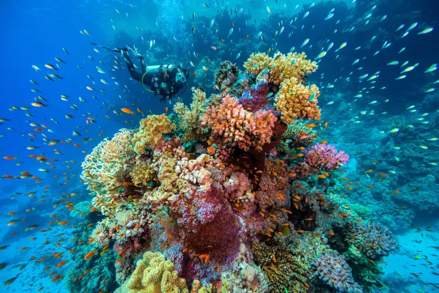 Diving in Hurghada
